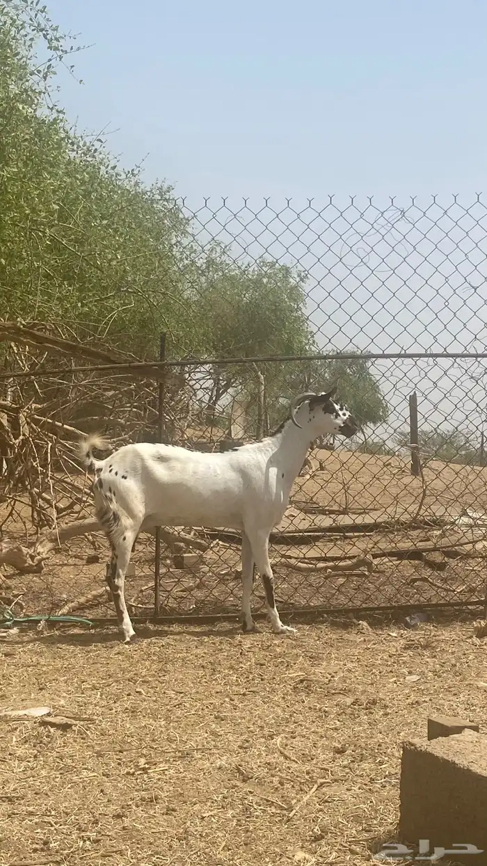 عنز مرخا 1