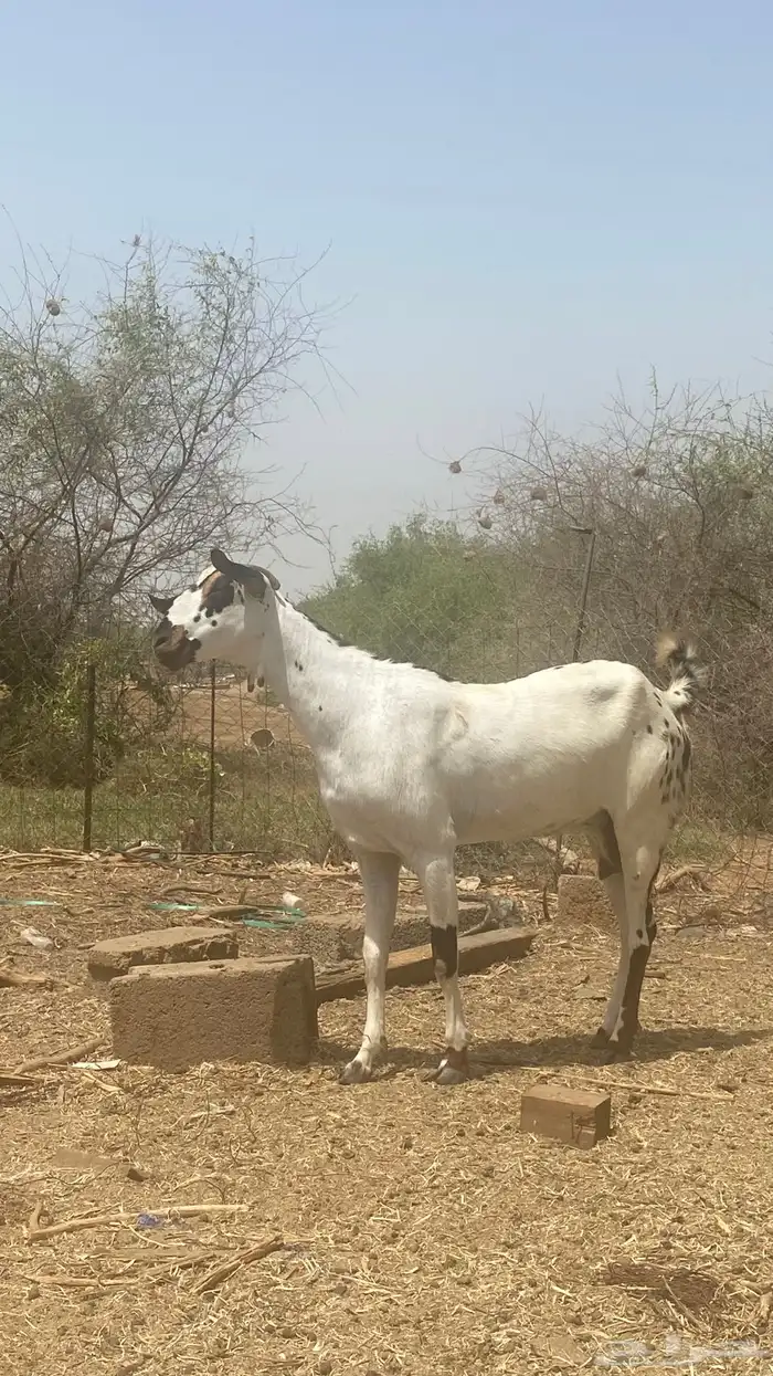 عنز مرخا 8