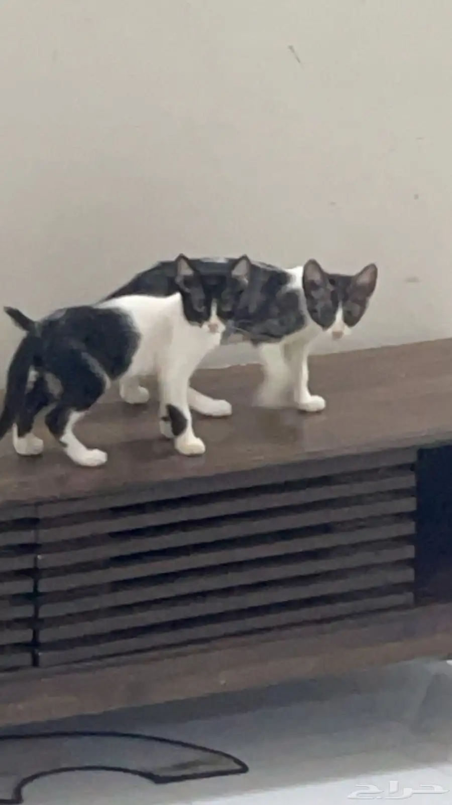 قطط 12