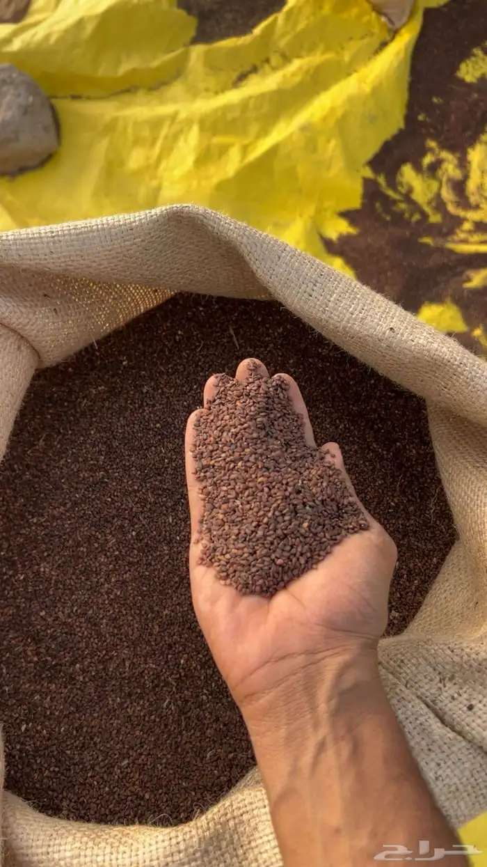 سمسم بلدي جديد من إنتاج مزرعتي 1