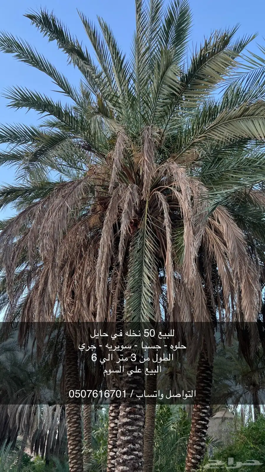 نخل مثمر 0