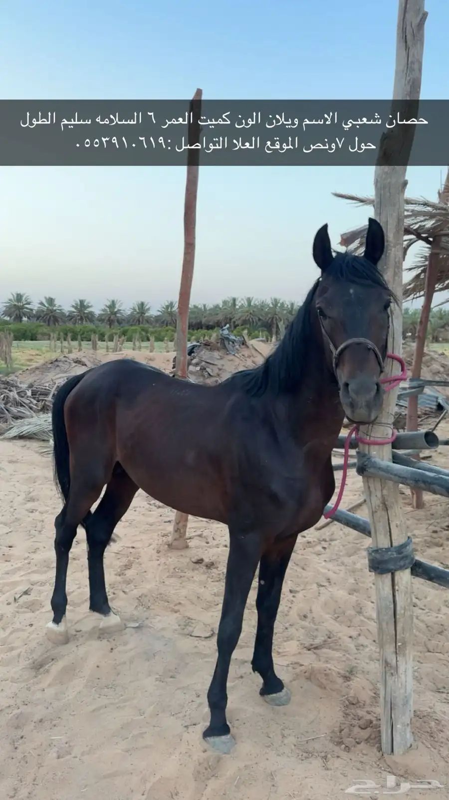 حصان شعبي كميت 0