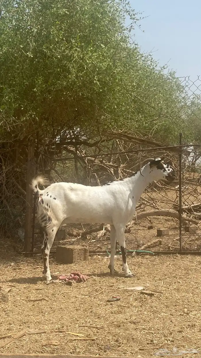 عنز مرخا 6
