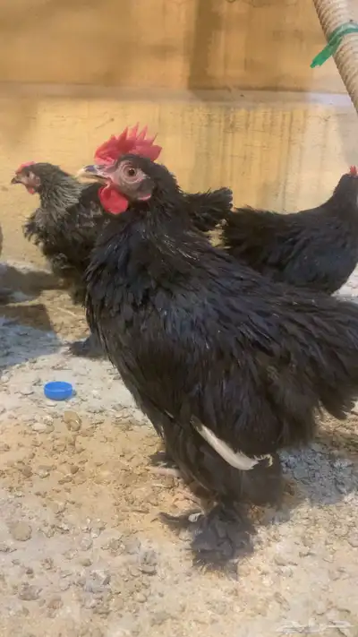 دجاج زينة مشكل 9