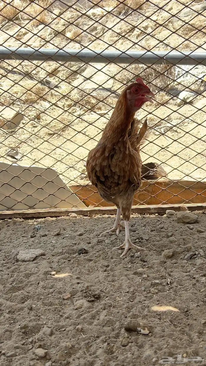 تم البيع 3
