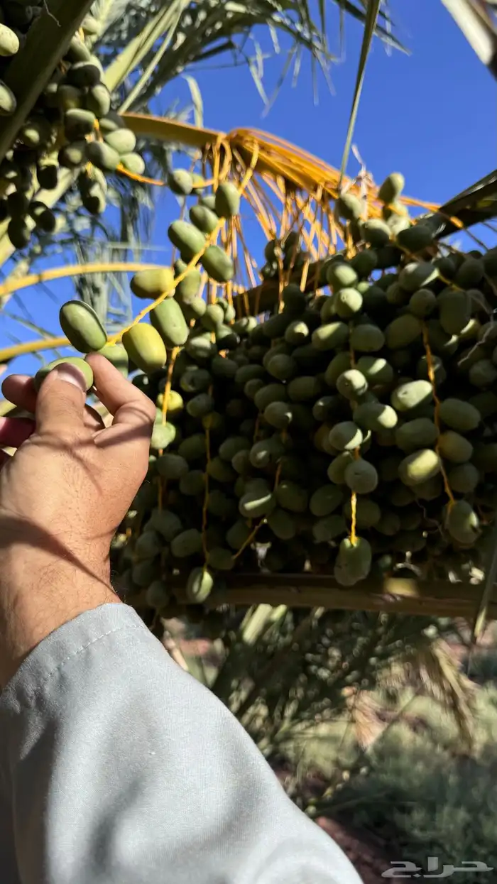 صيف مزرعة لبيع 5