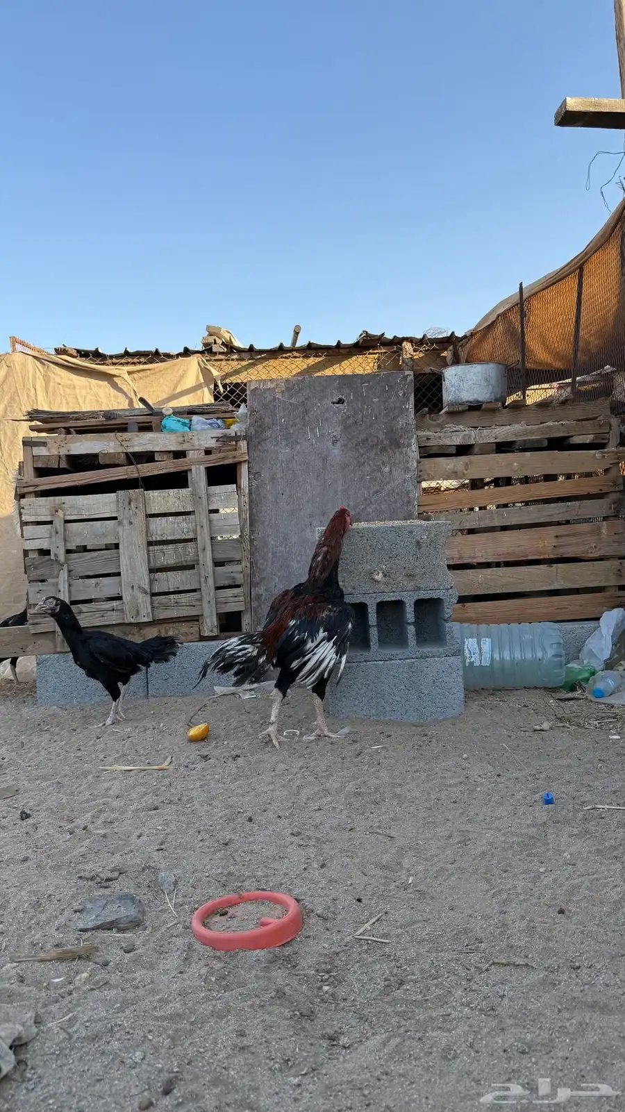 ديك باكستاني 2