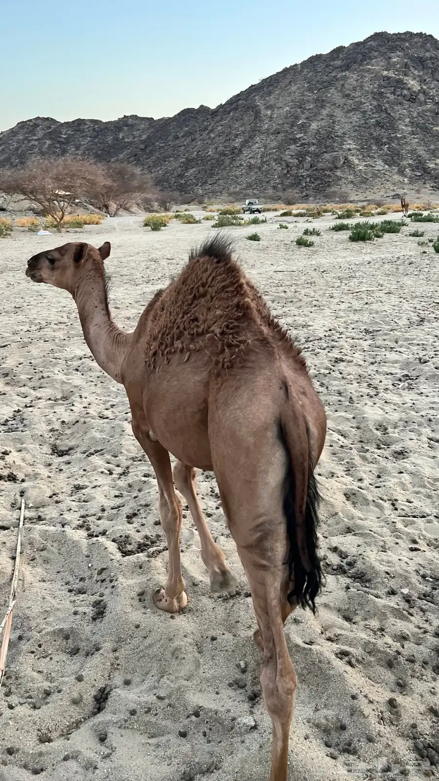 حشو لباني للبيع 3
