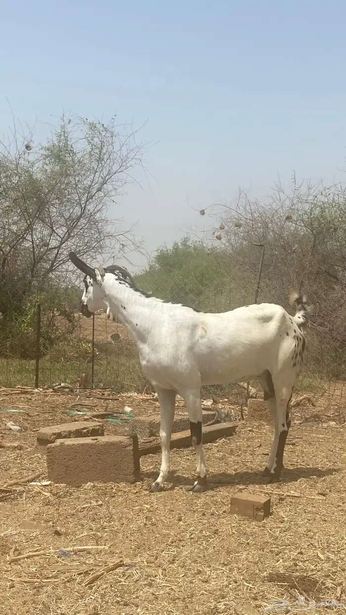 عنز مرخا 9