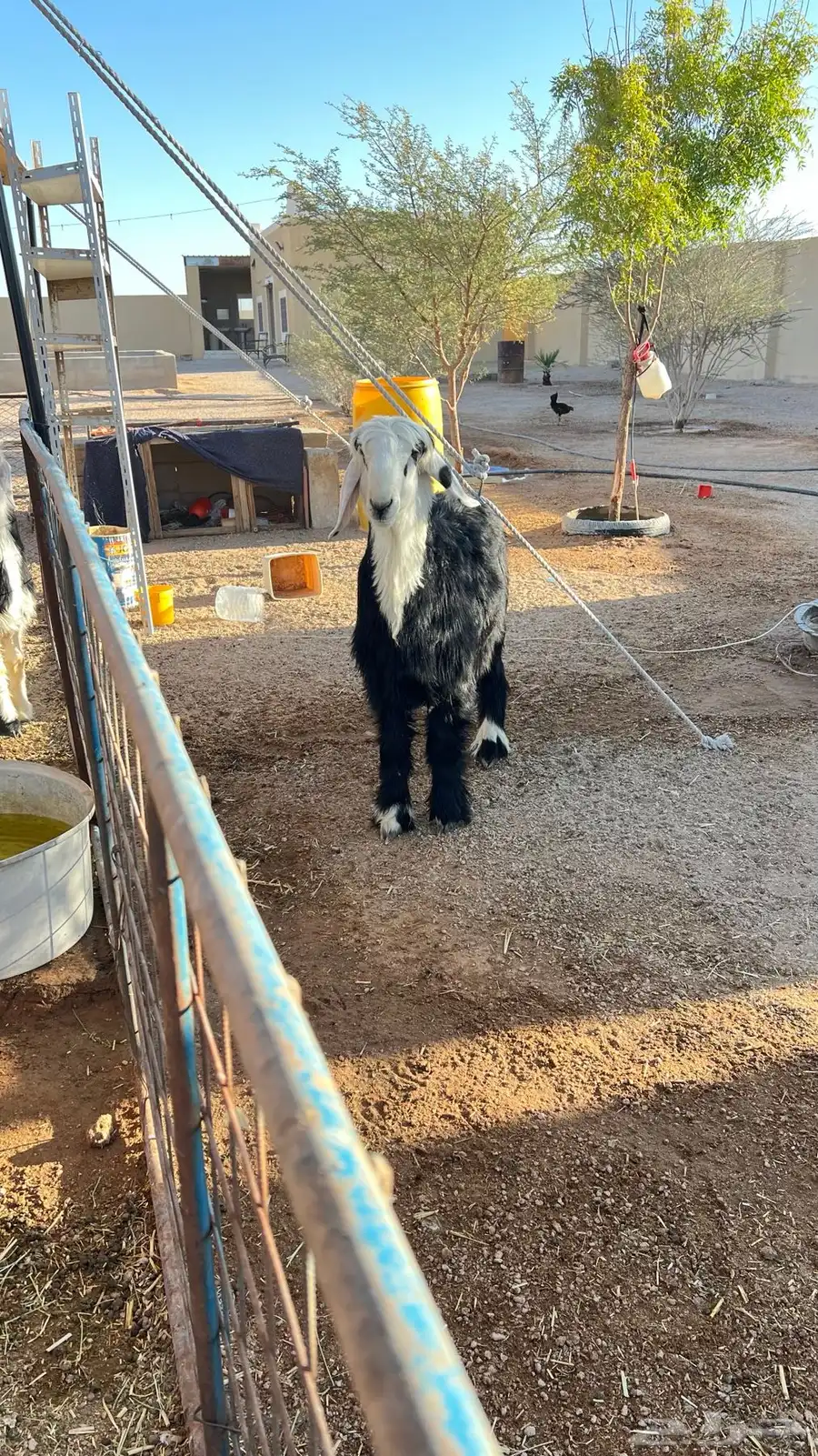خروف مغلق وجبر 3