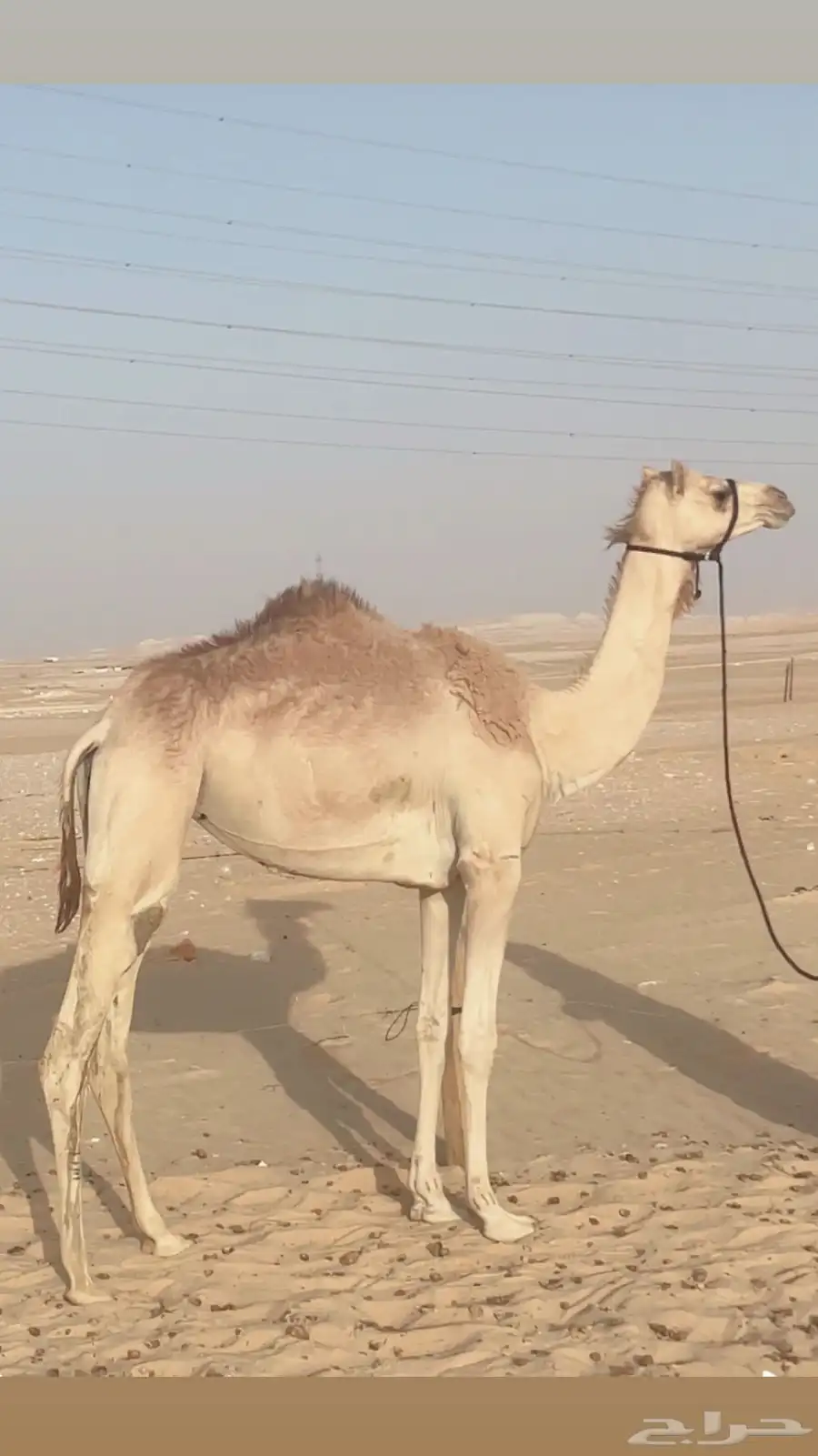 هجن طيبه عجوم 3