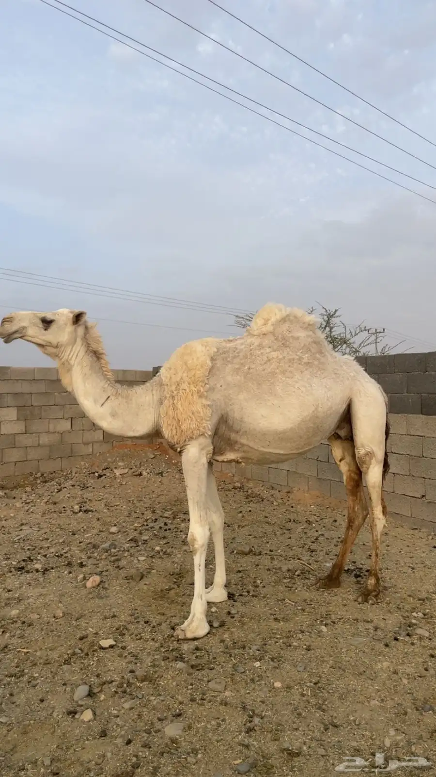 ناقة لقحة للبيع 4
