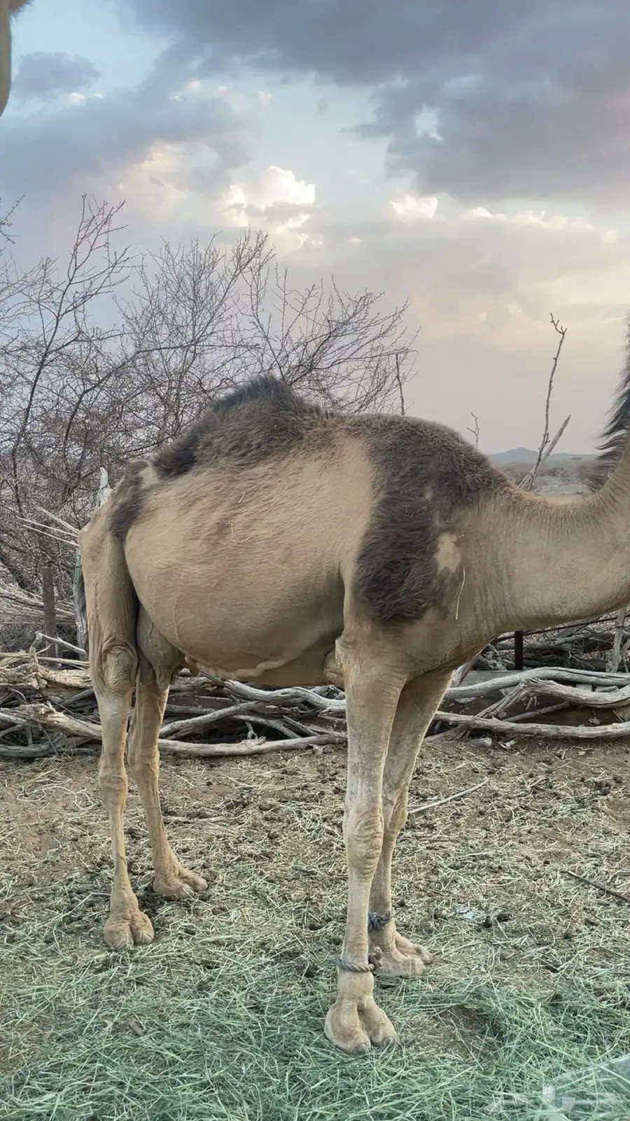 ناقه لقحه موفي 3