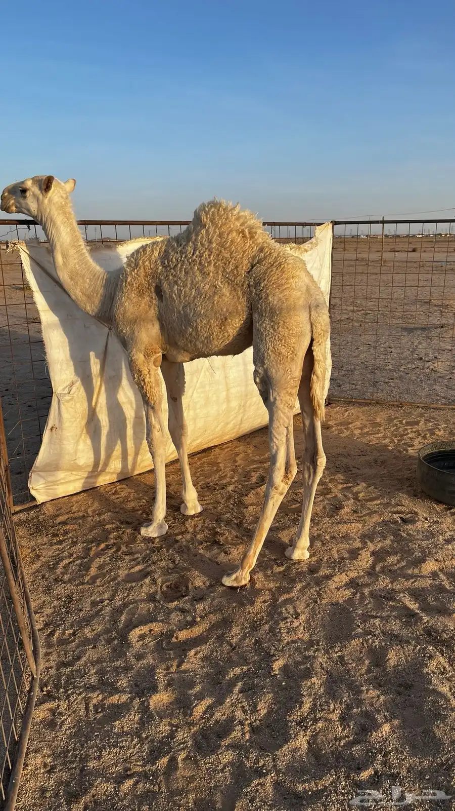 قعود 4