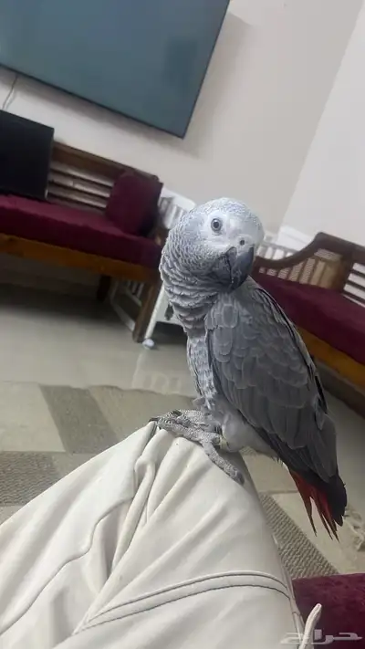 ببغاء كاسكو انتاج محلي الطير باقي صغير 1