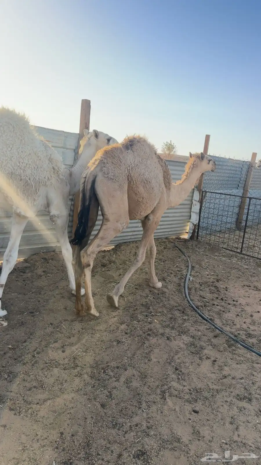 بكره مفروده 2