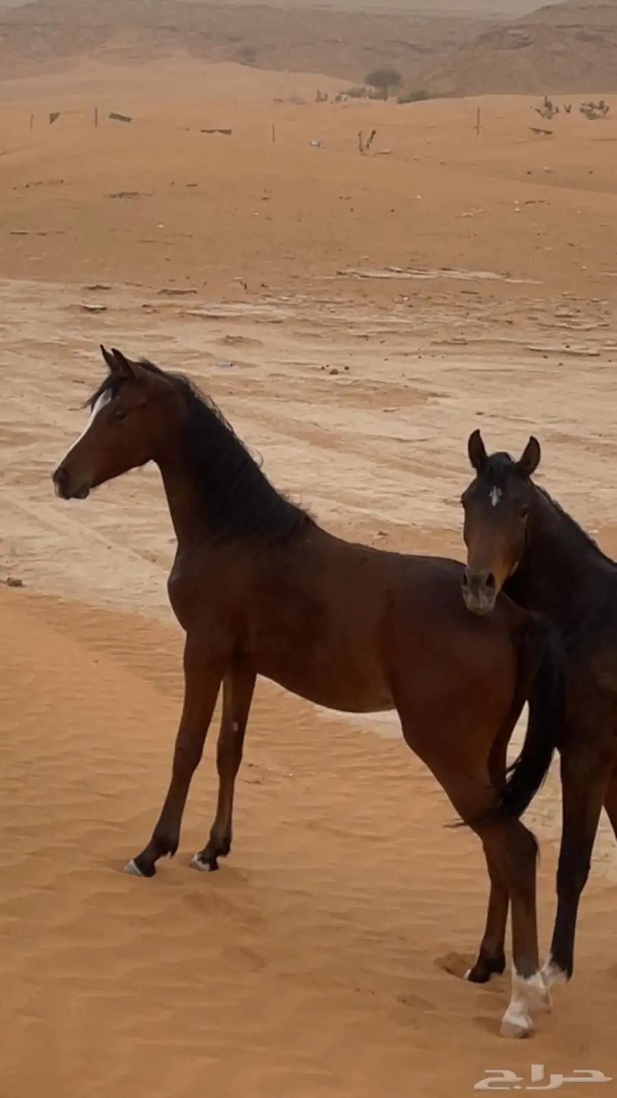 مهر شعبي شيخ 0