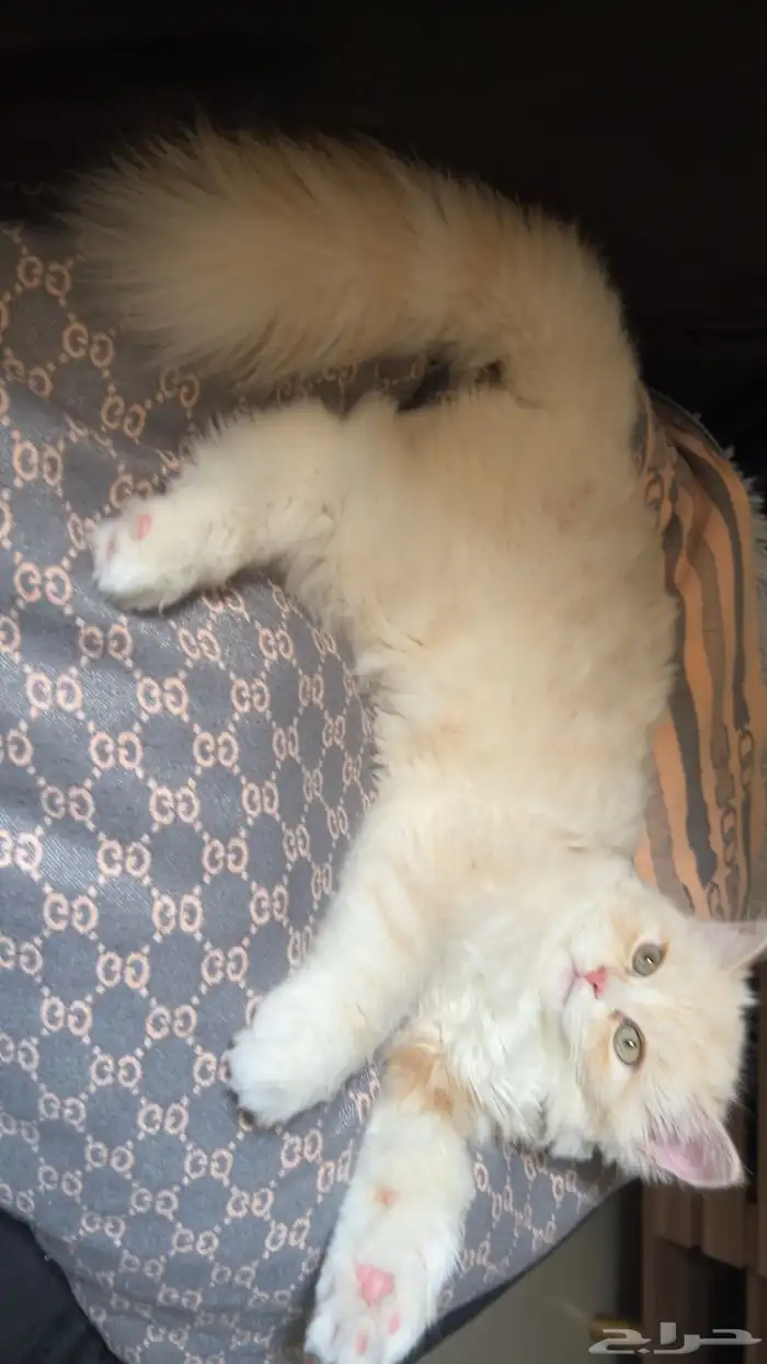 قط انثى هملايا 1