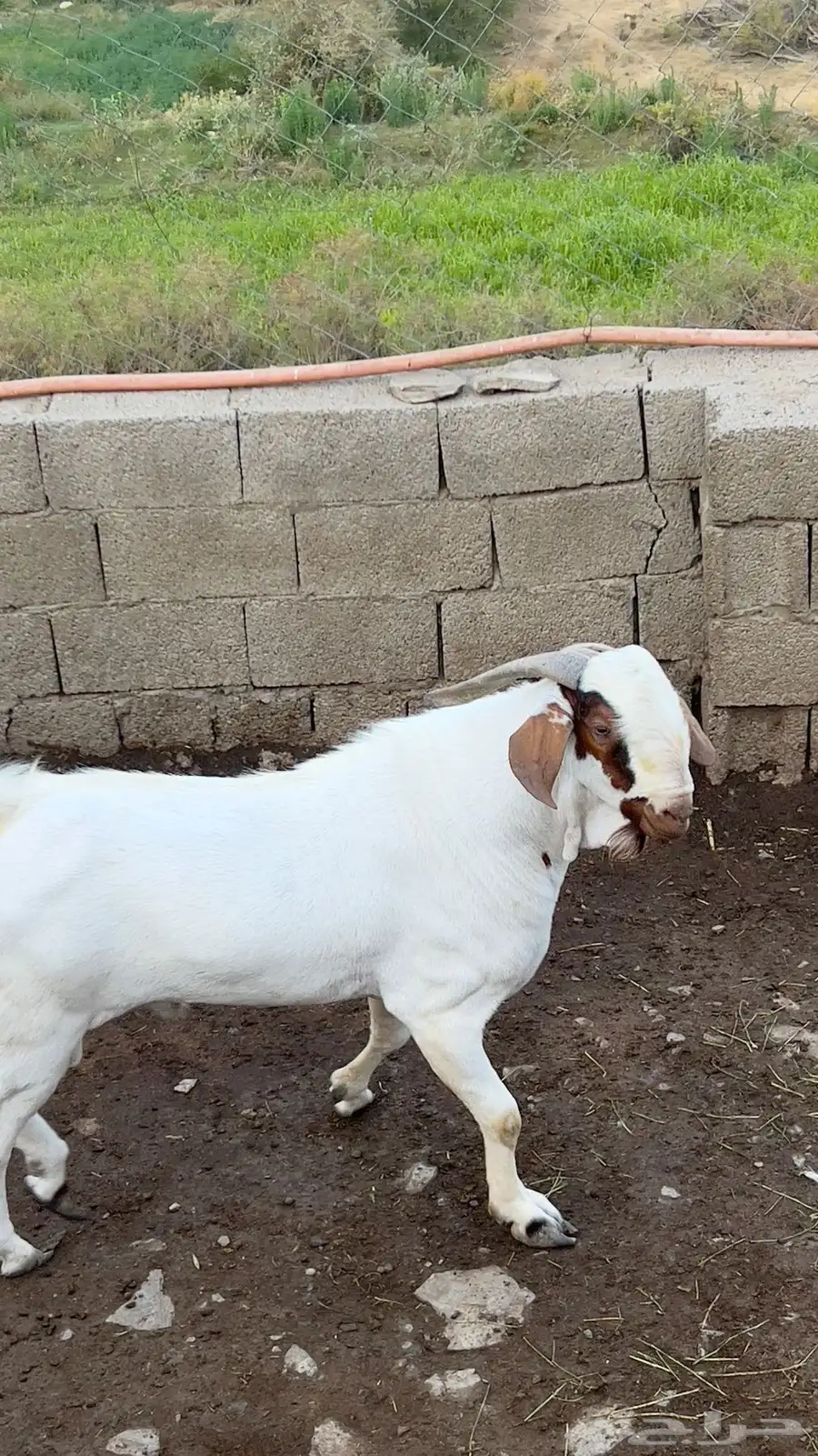 تيس بيشي صنف الصنف 2