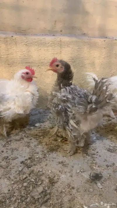 دجاج زينة مشكل 10