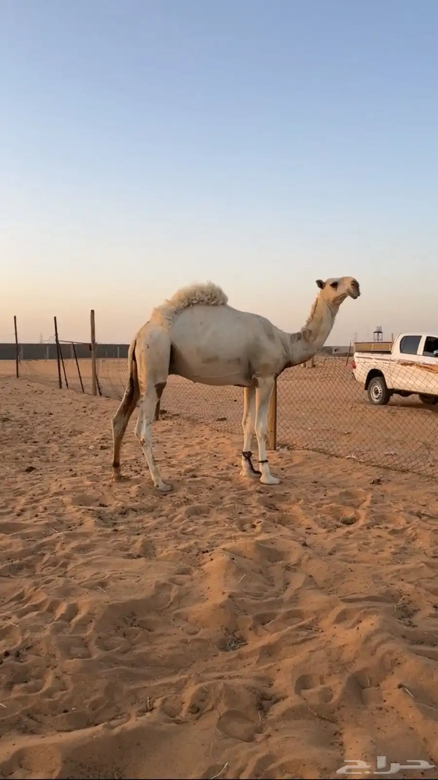 قعود ( حق ) تمامي 0