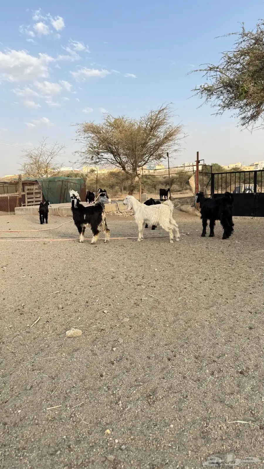تيوس عارضية كفوا 3