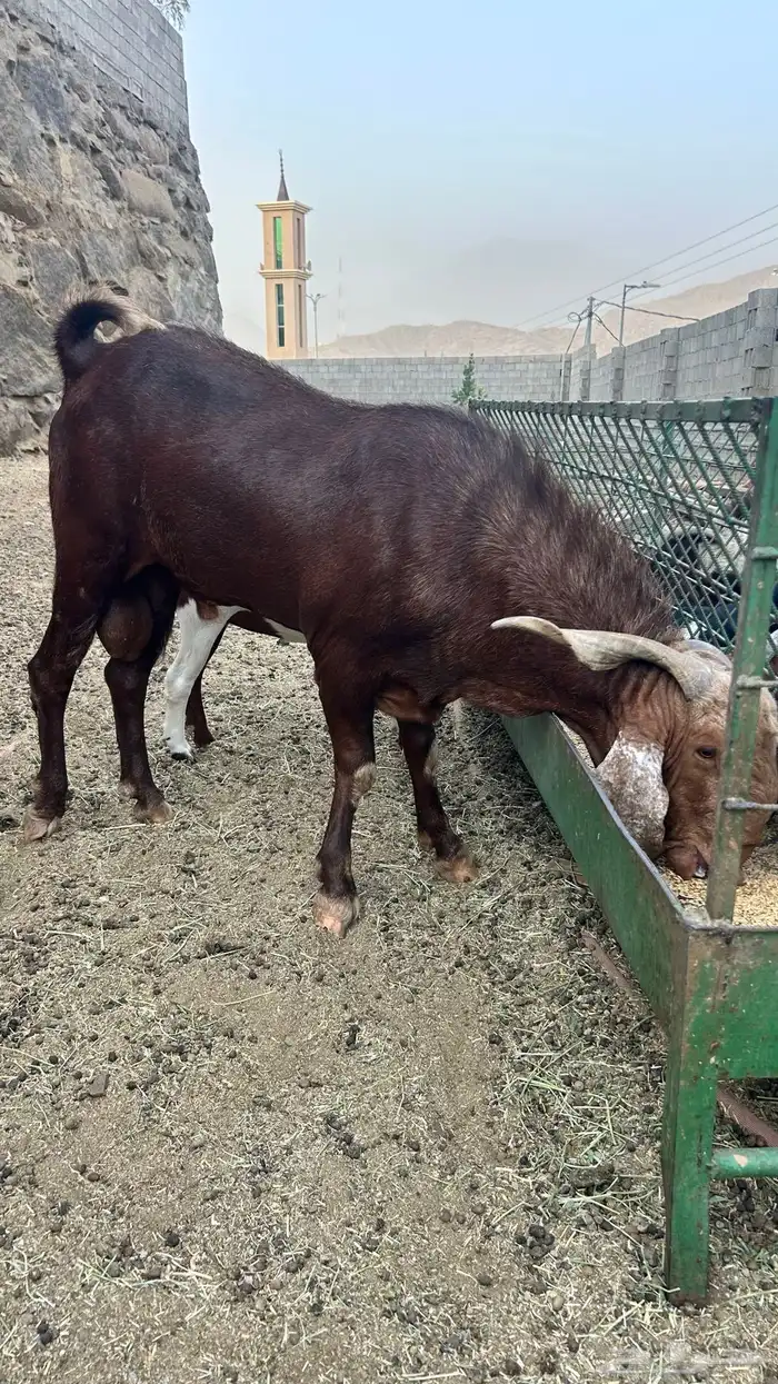 تيس ادهم فحل 7