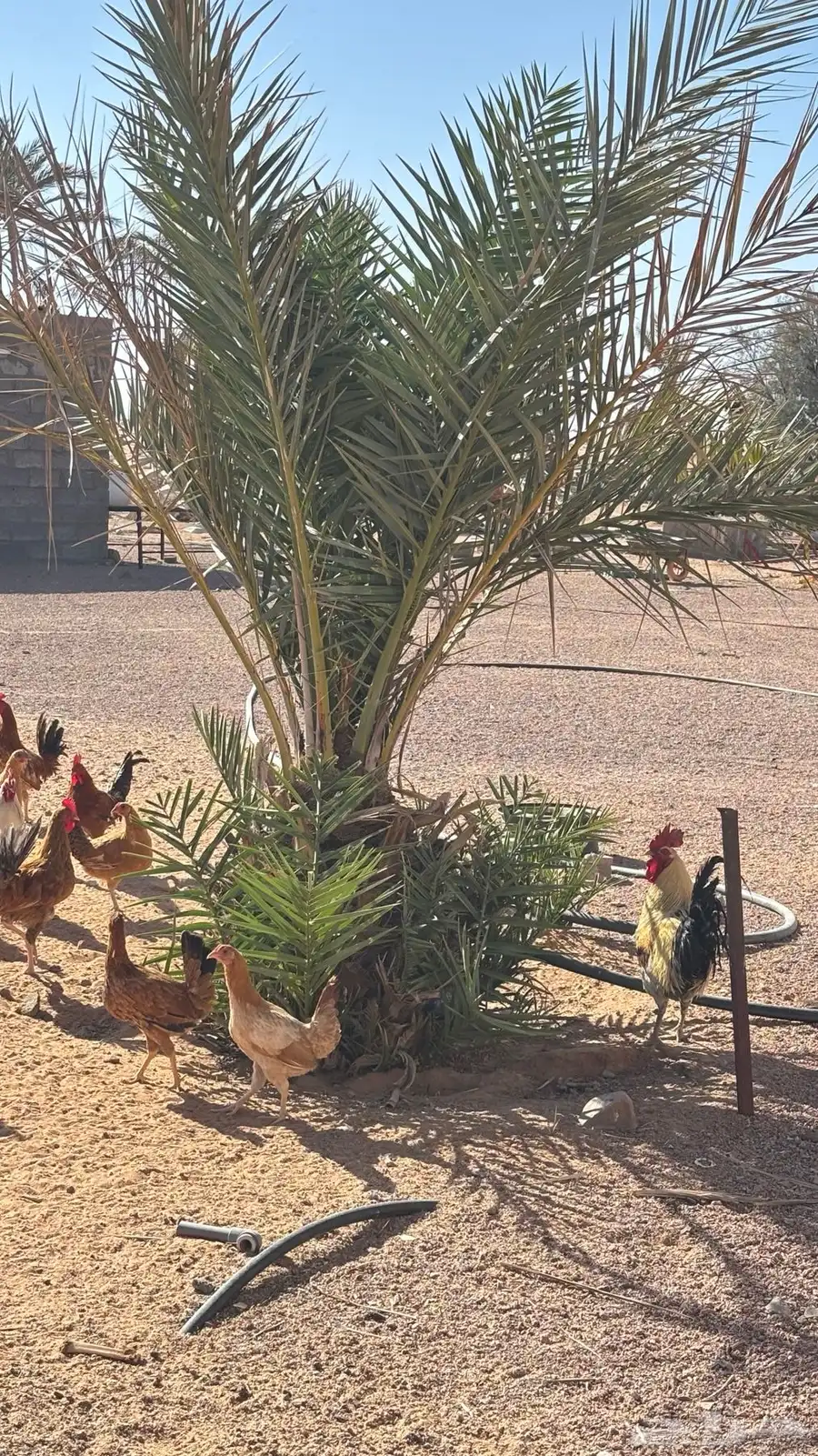 دجاج بلدي 1