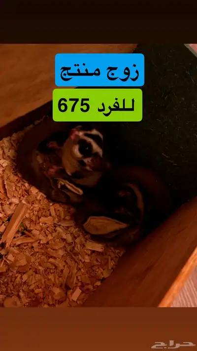 شوقر قلايدر sugar glider 0