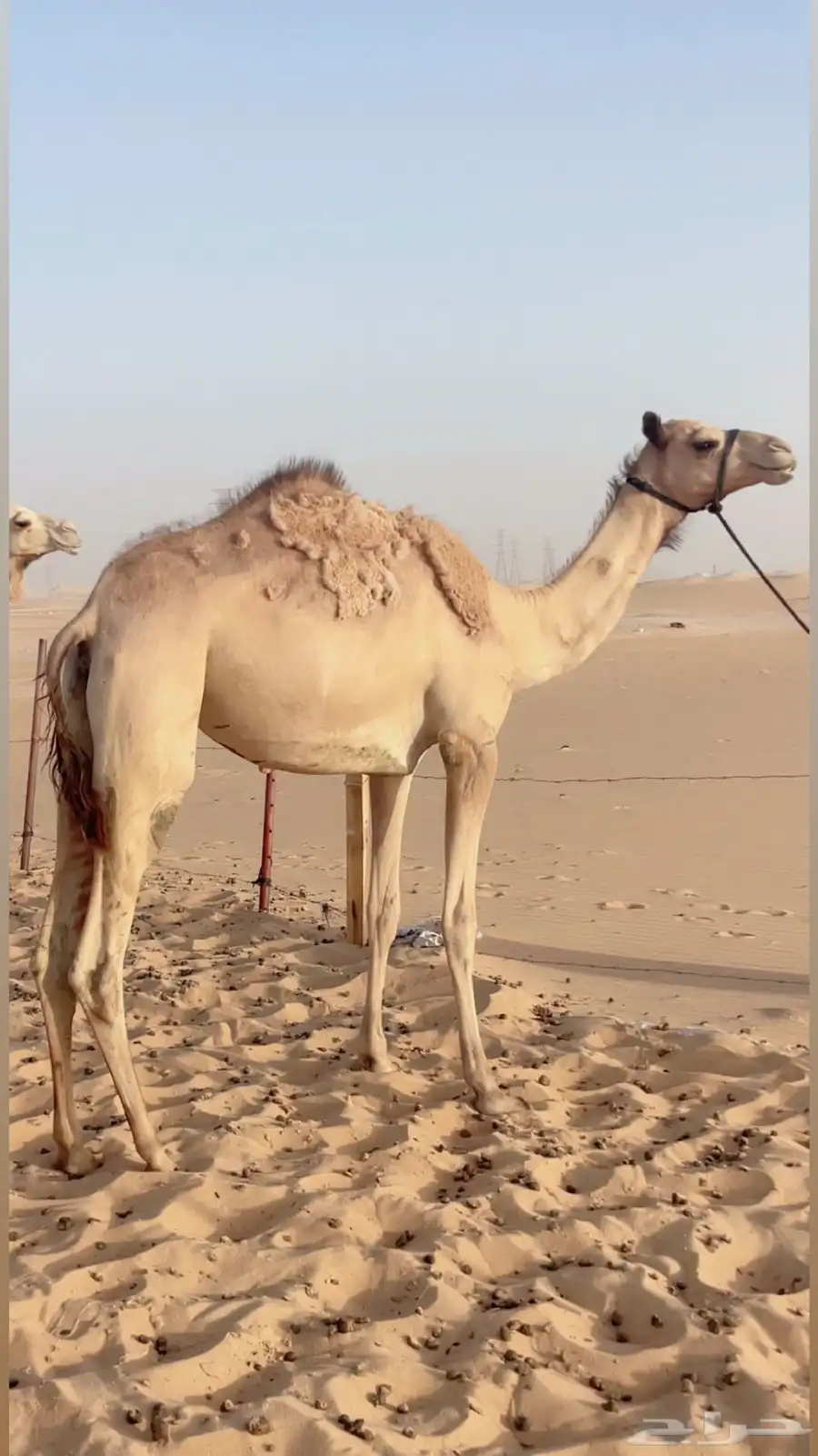 هجن طيبه عجوم 0