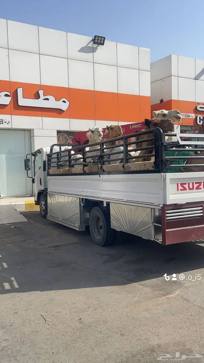 دينه ونش كرين هدروليك في بيشه لا المشاوير 0