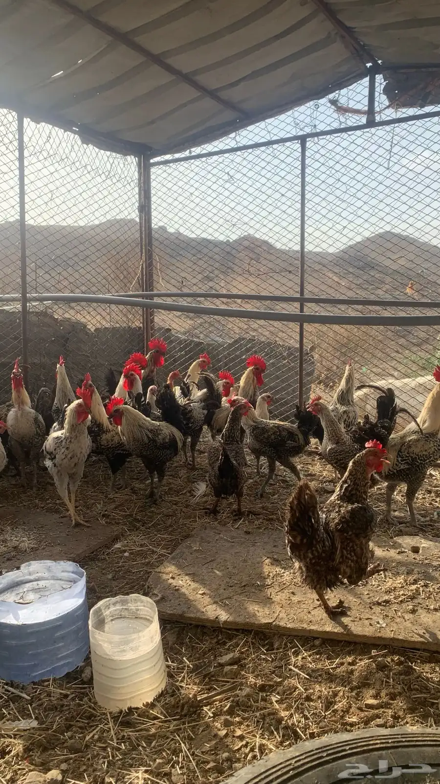 دجاج 3
