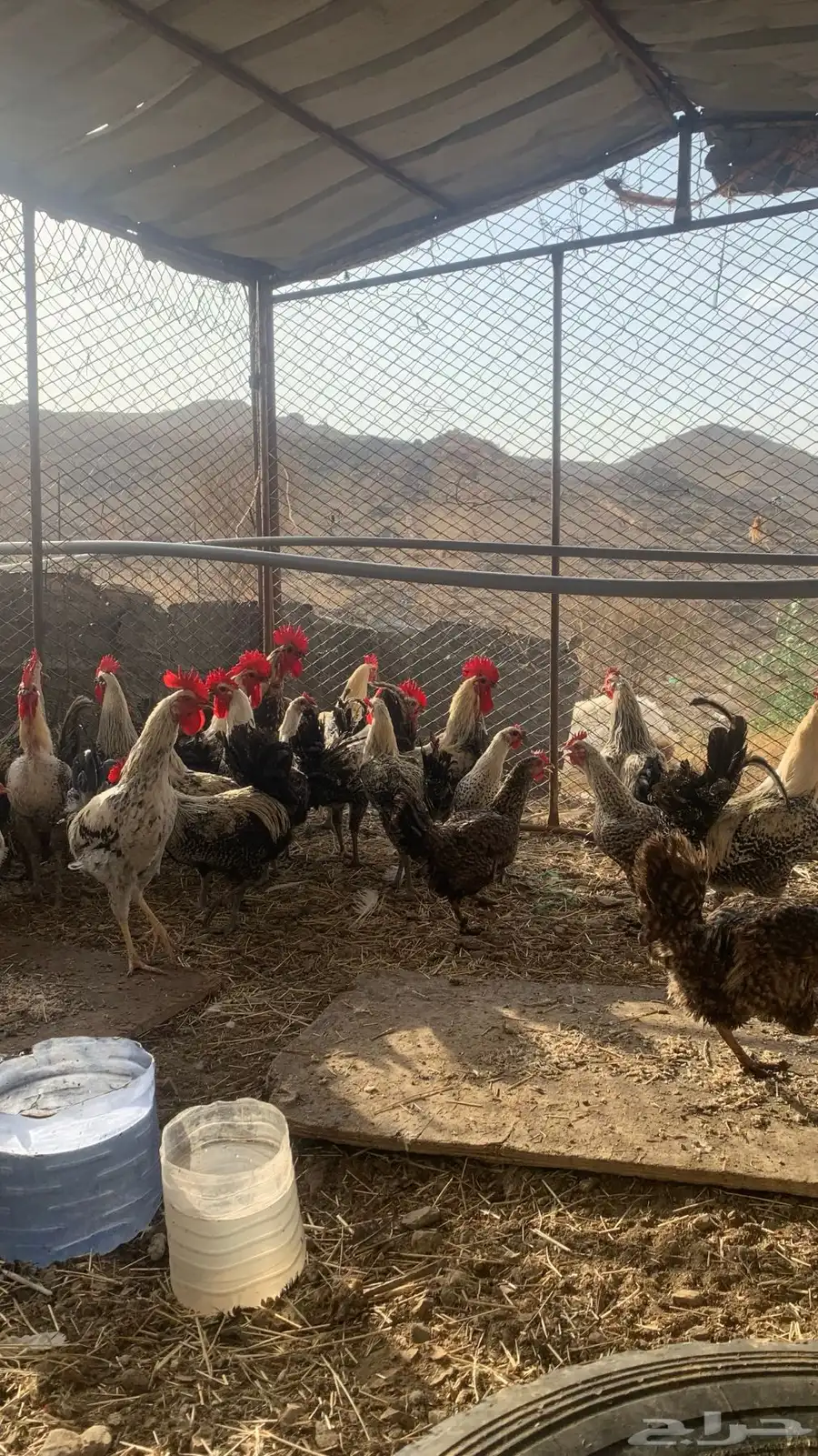 دجاج 0