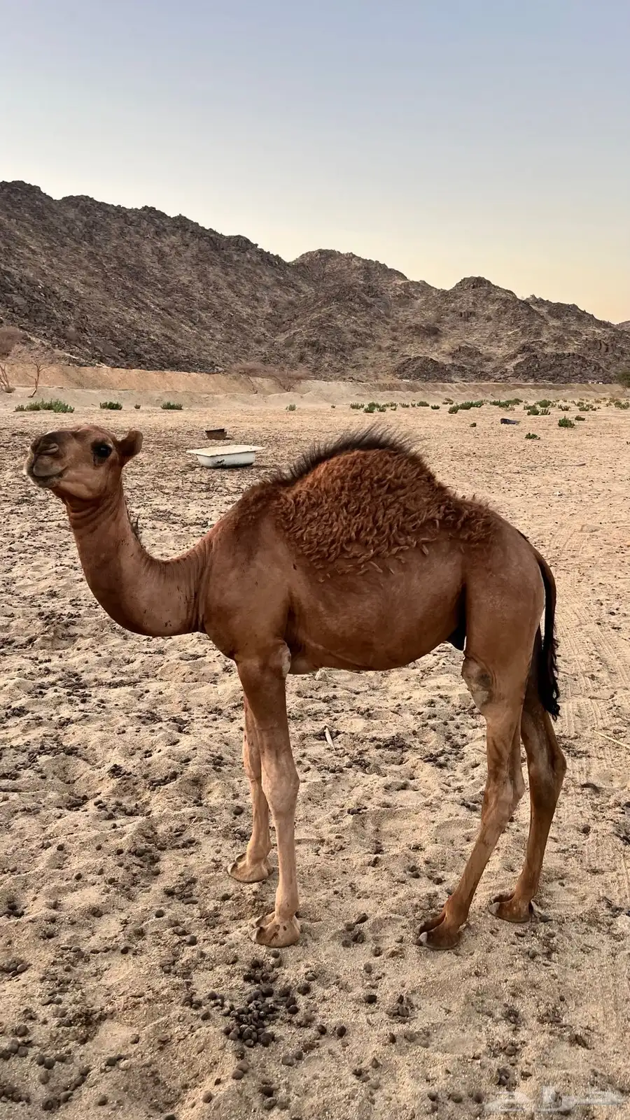 حشو لباني للبيع 0