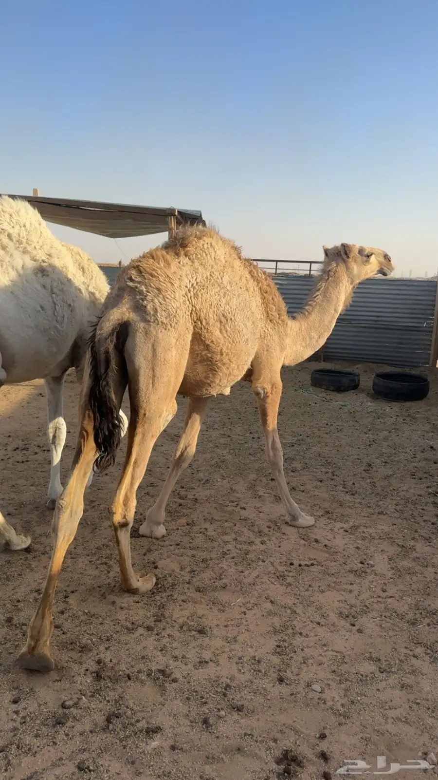 بكره مفروده 1