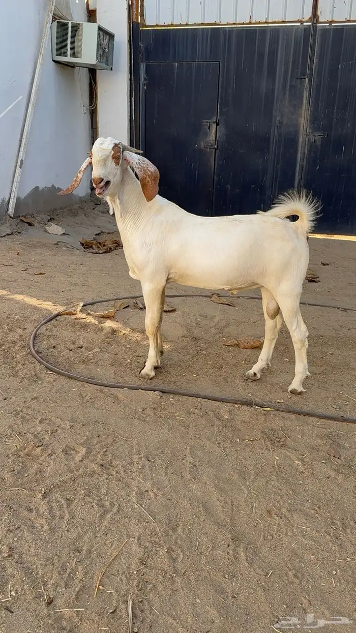 مشروع فحل 2