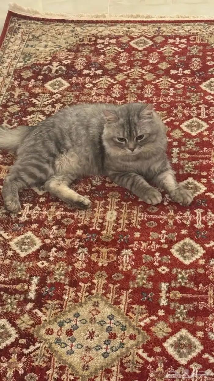 قطو شيرازي 2