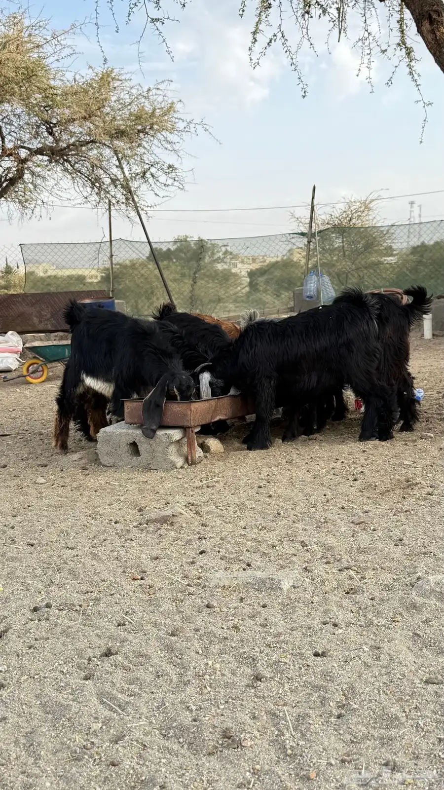 تيوس عارضية كفوا 2