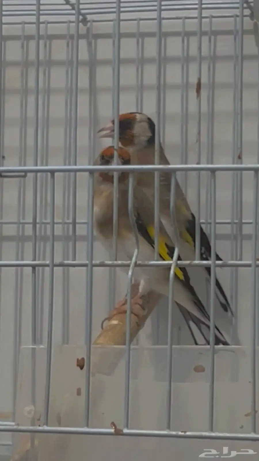 زوج حسون 1