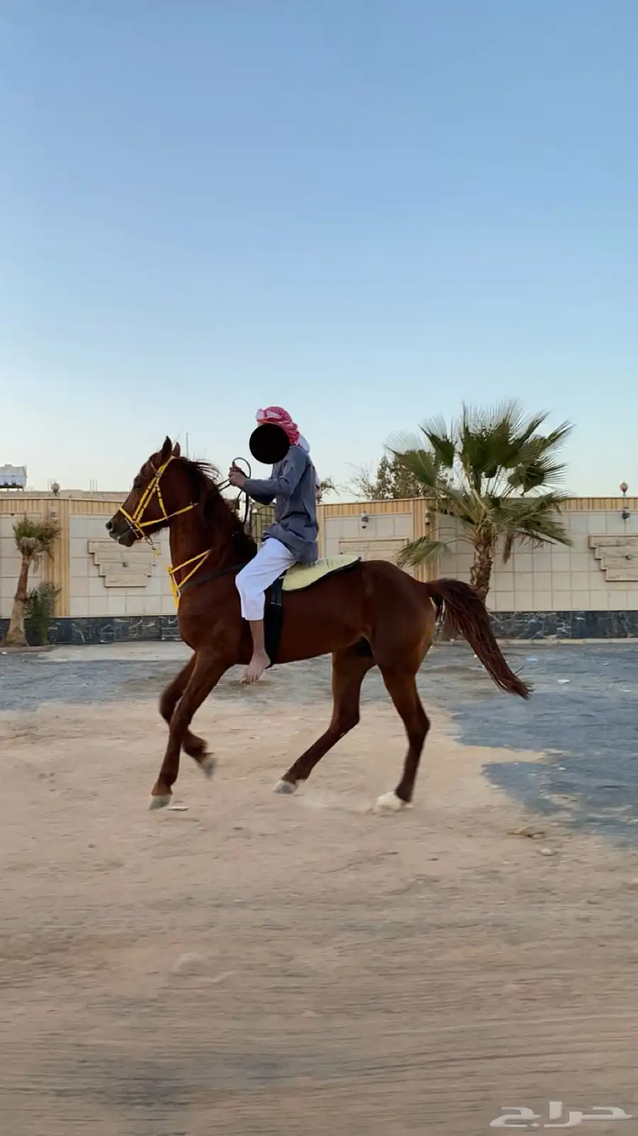 حصان شعبي . 5