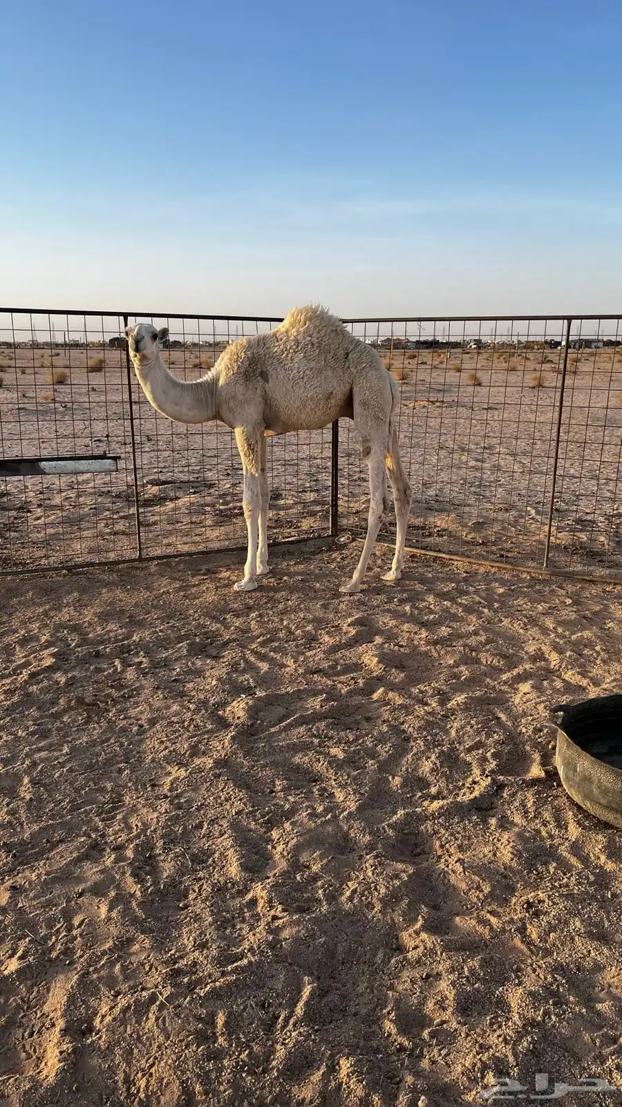 قعود 0
