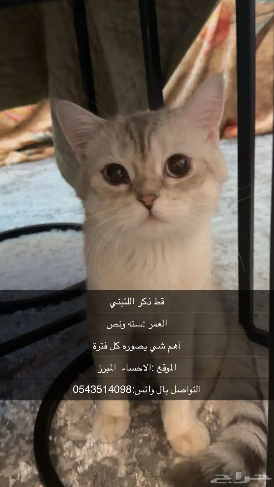 ولاشي 0