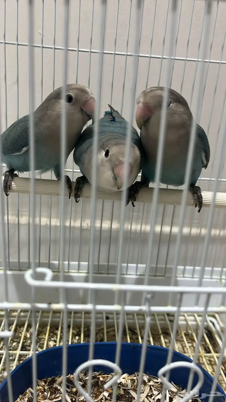 روز اليف 5