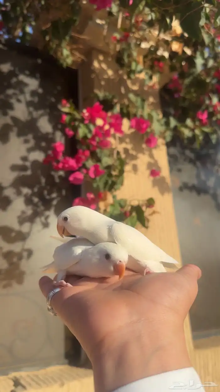 عرض لكم فرخين روز البينو هدد داخلي نشبه تم البيع 1