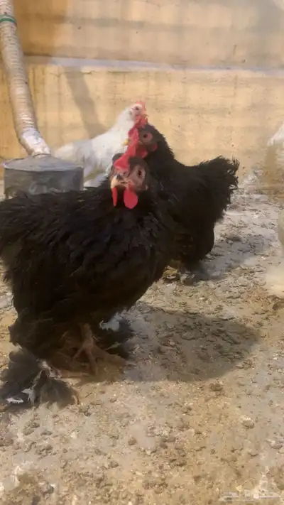 دجاج زينة مشكل 12