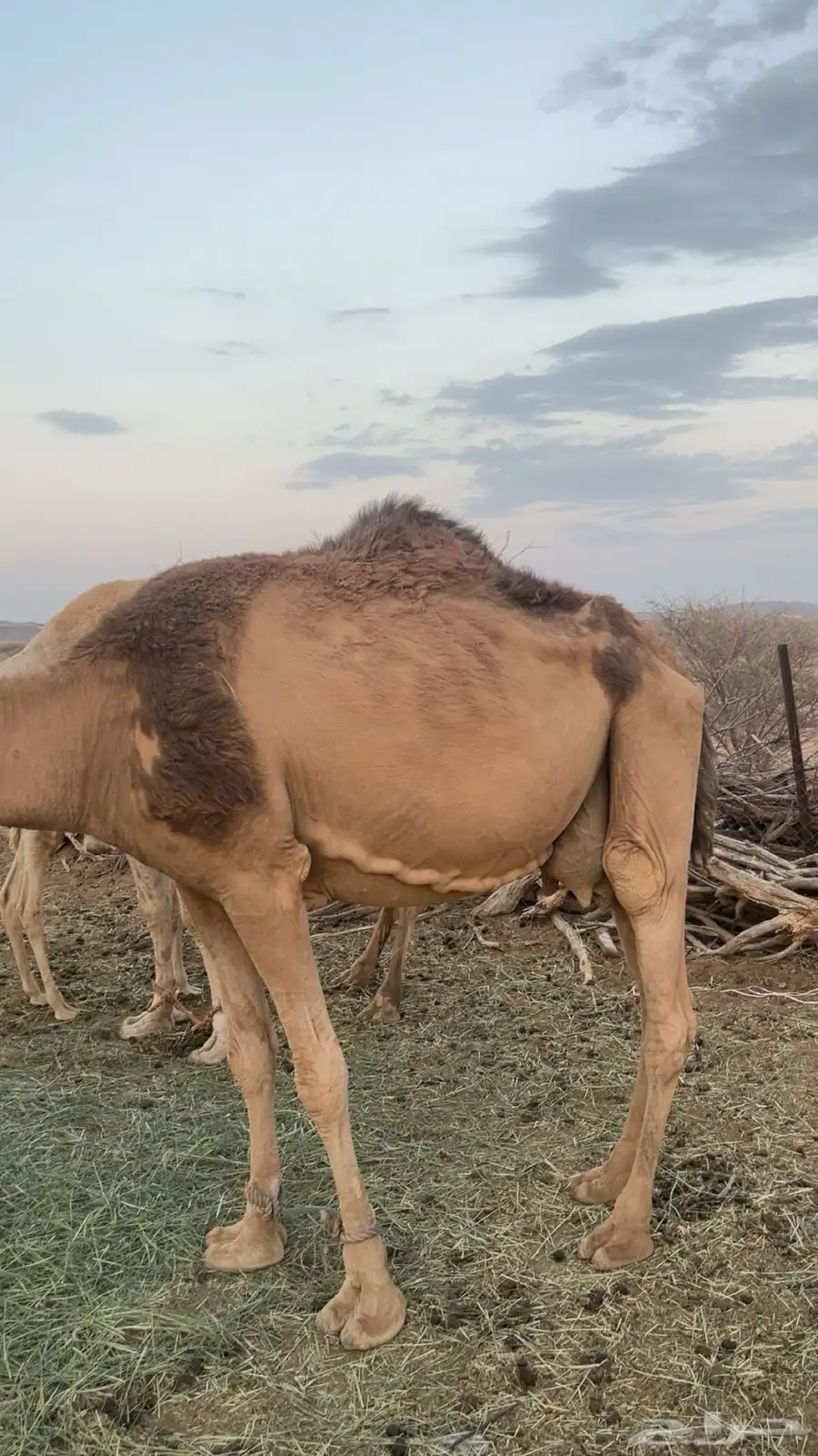 ناقه لقحه موفي 4