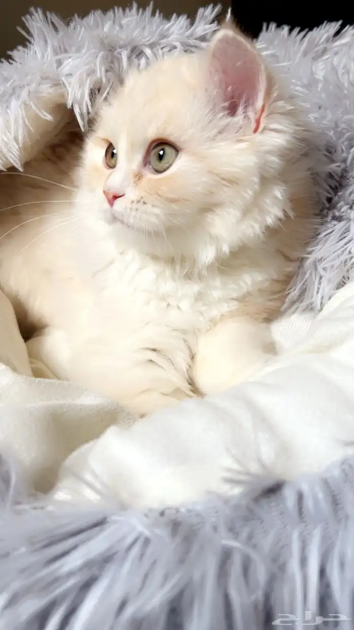 قط انثى هملايا 0