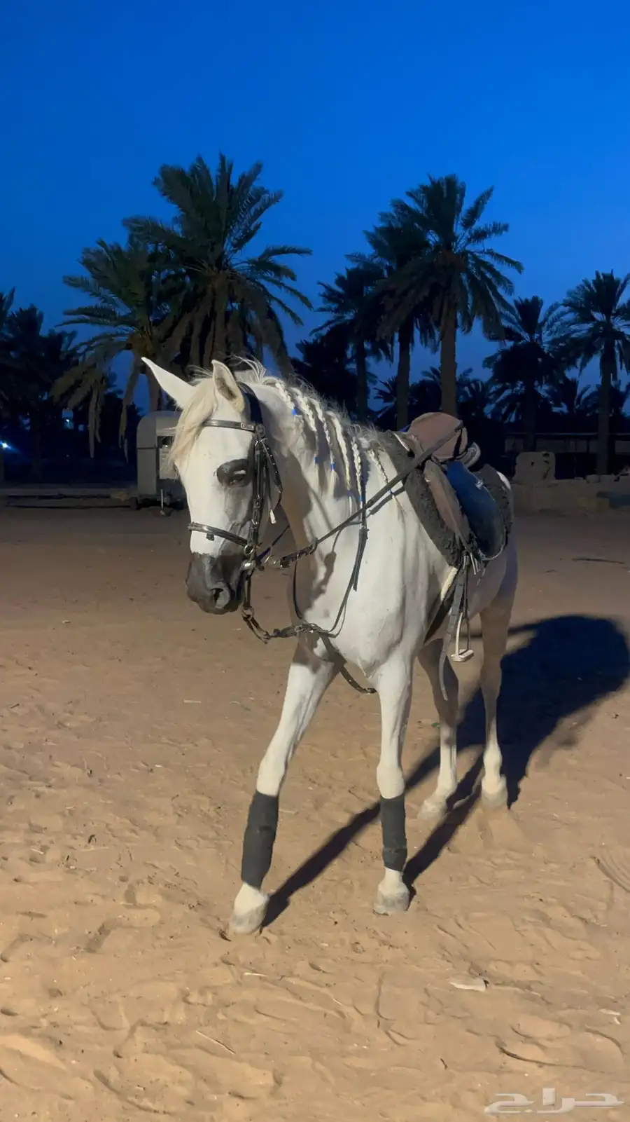 فرس شعبيه 3