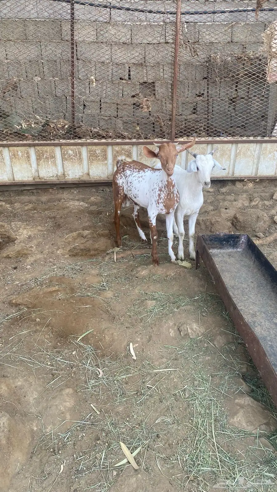 تيوس 1