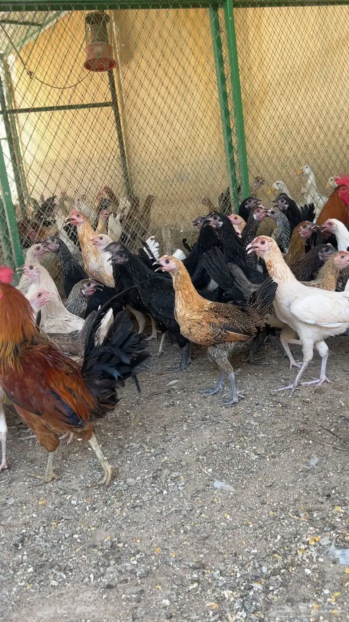 ديوك و دجاج بلدي 3